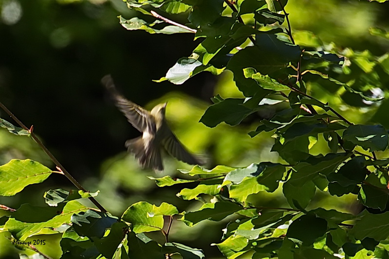 Green Warbler
